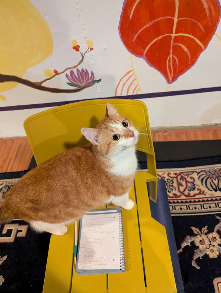 Orange and white cat standing on a yellow chair next to a notebook and pencil. He's staring at the camera. He believes in you.