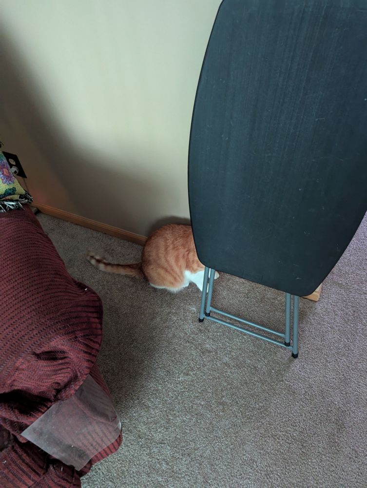 Colin, the orange and white cat is almost impossible to see, his head is obscured by the folding table he ducked behind, but his whole body is there next to it. It's a mystery!