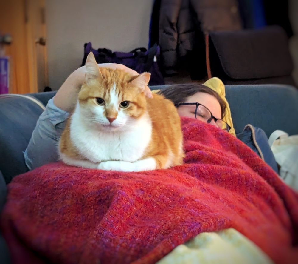 Colin, an orange and white cat, sits on me while I'm dozing on the couch, staring intensely into the camera.