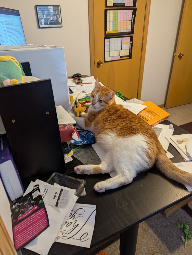 Colin, a large orange and white cat, is sprawled across an office desk covered in books and papers that he is displacing with his body and looking very bored.