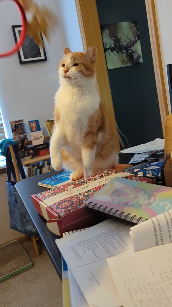 Orange and white cat sitting on a messy desk concentrating on a toy moving in front of him, his tongue sticking out. Blep.