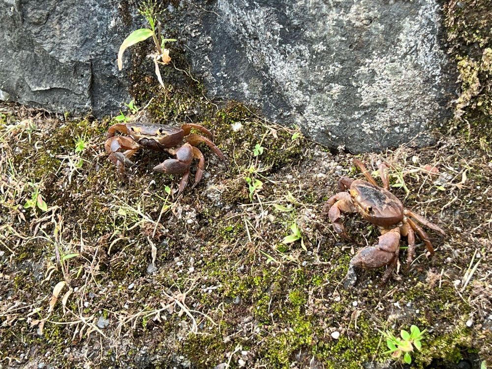 Two brownish red Barusa guerini freshwater crabs sitting on some moss next to a rock photographed in Lonavala in the Western Ghats of India