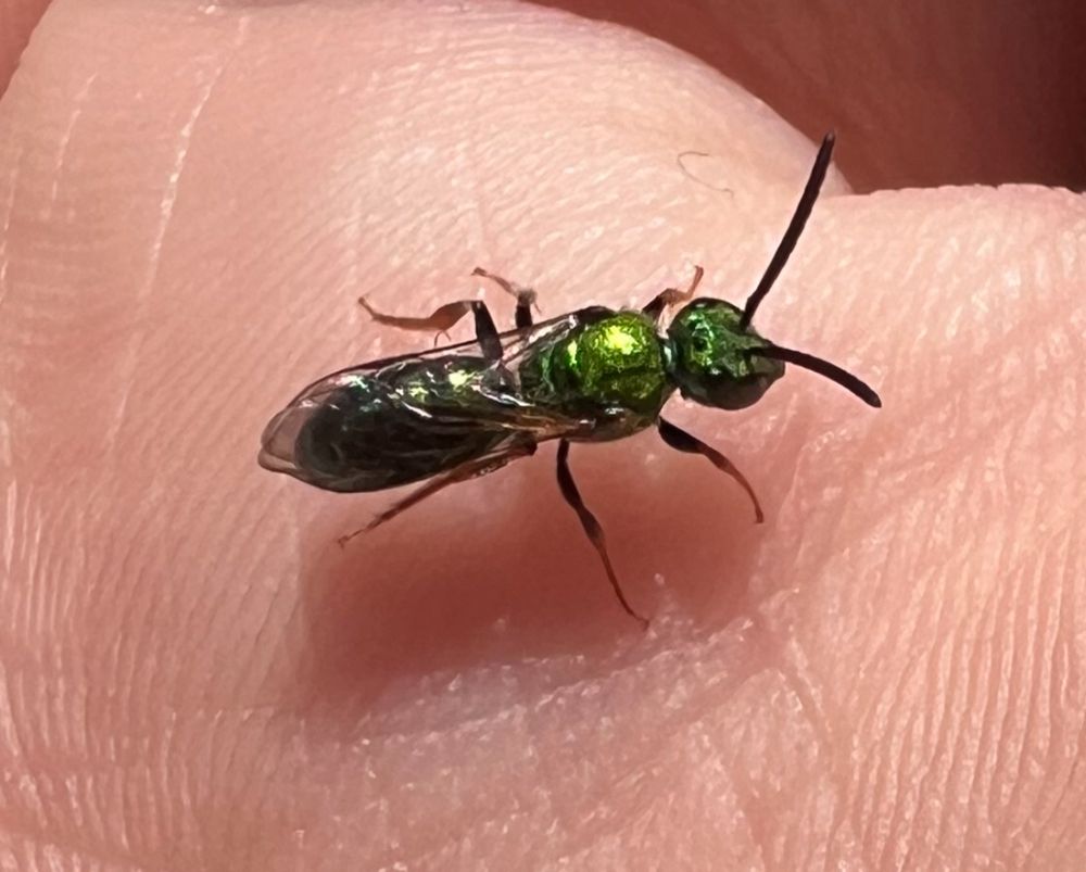 Pure Green Sweat Bee (Augochlora pura) in Tewksbury, MA. Very small and very emerald green