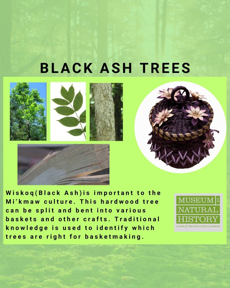 Upper left corner image of a young black ash tree. Upper center image of 9 green leaflets on a central stem. Upper middle image of a closeup of a young black ash tree struck. Right side image is of a purple dyed porcupine style Black Ash Mi’kmaw basket with lid containing four soft pink wooden flowers and circular top.
Lower image is a closeup of how Black Ash wood separates along growth rings and can be split for basket making. Text, Wiskoq (Black Ash) is important to the Mi’kmaw culture. This hardwood tree can be split and bent into various baskets and other crafts. Traditional knowledge is used to identify which trees are right for basketmaking.   
