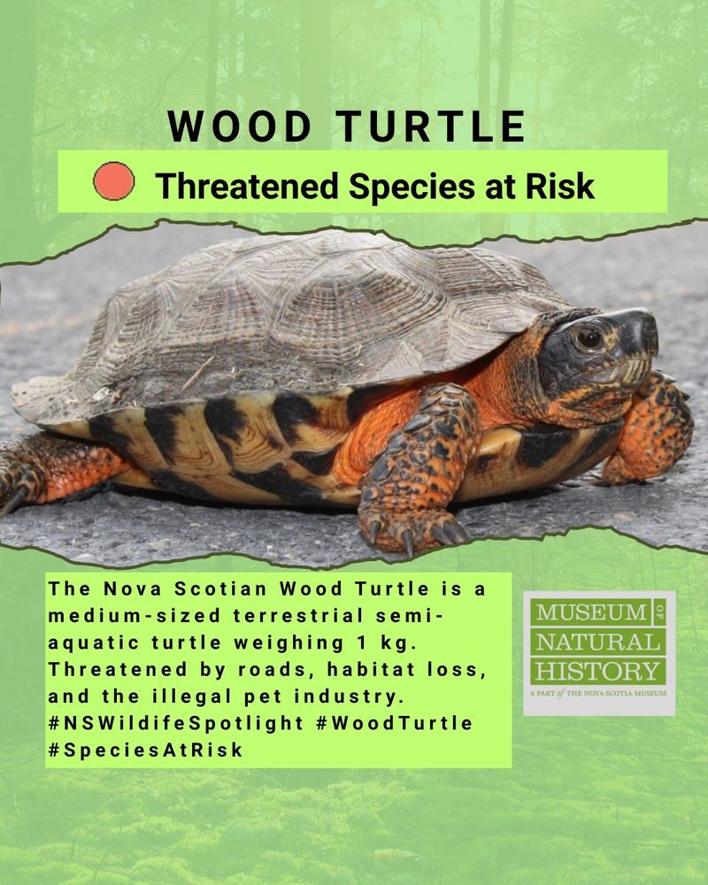 Text: Wood Turtle. Orange circle: Threatened Species at Risk. Central image of a Wood Turtle on a flat stone base. The Turtle is looking to the right with brown skin except the orange-yellow, reddish colour on the legs and neck. The carapace is 16-25 cm, with uniquely pointed grayish-brown scutes. The plastron is yellow with black blotched. Text: The Nova Scotian Wood Turtle is a medium-sized terrestrial semi-aquatic turtle weighing 1 Kg. Threatened by roads, habitat loss, and the illegal pet industry. #NSWildifeSpotlight #WoodTurtle #SpeciesAtRisk Logo Image: Museum of Natural History a part of the NSM.    