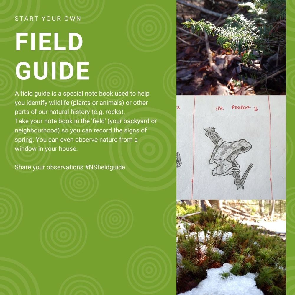 Image of a field guide with green background, two photos from a forest, and a drawing of a northern spring peeper. 
The text reads: "Field Guide. A field guide is a special notebook used to help you identify wildlife (plants or animals) or other parts of our natural history (e.g. rocks). Take your notebook in the 'field' (your backyard or neighbourhood) so you can record the signs of spring. You can even observe nature from a window in your house. Share your observations #NSFieldGuide." 