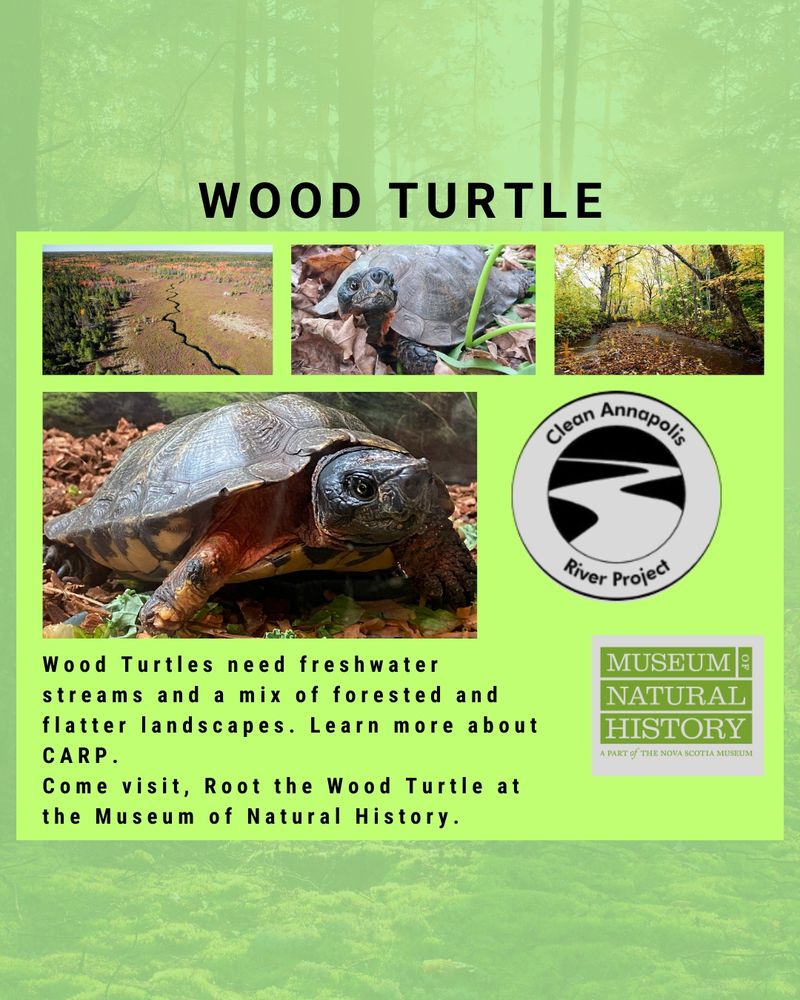 
Upper Left image is of an aerial view over wetlands near Kejimkujik National Park, Queens County, NS. A stream cutting through wetlands, surrounded by forest, credited photo by Len Wagg. Upper Central image of Root the Wood Turtle looking up while on a walk in the MNH backyard. Upper Right image is a brook running through a forest during the Autumn. Credited photo: Autumn comes to Wentworth Valley, 2011 by Len Wagg.
Large central image of Root the Wood Turtle. White Circular logo for Clean Annapolis River Project. Text: Wood Turtles need freshwater streams and a mix of forested and flatter landscapes. Learn more about CARP. Come visit, Root the Wood Turtle at the Museum of Natural History.  Logo Image: Museum of Natural History a part of the NSM.    
