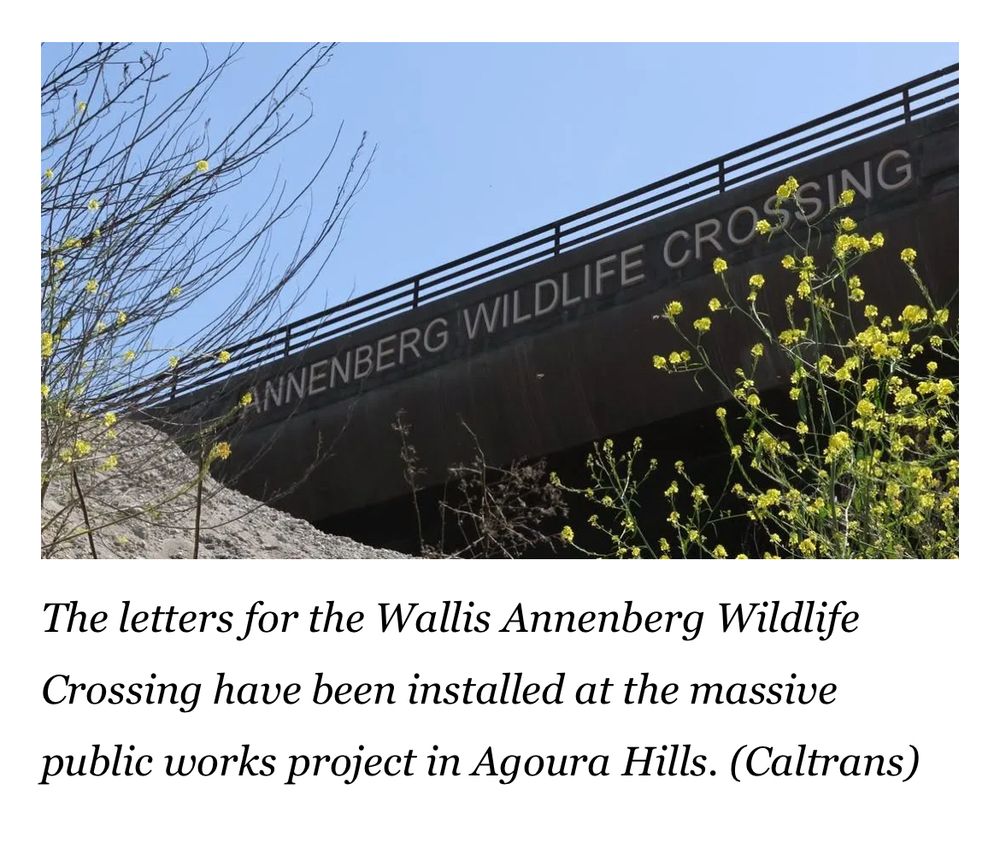 ANNENBERG WILDLIFE CROSSING
The letters for the Wallis Annenberg Wildlife Crossing have been installed at the massive public works project in Agoura Hills. (Caltrans)