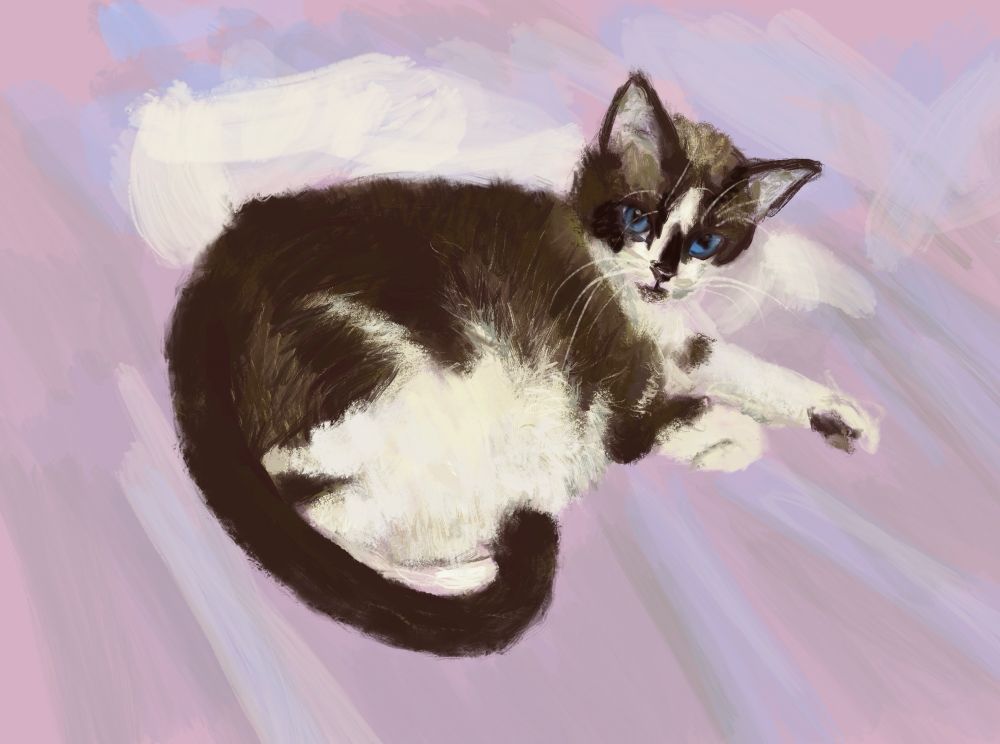 somewhat scritchy portrait of snowshoe siamese cat curled around like a croissant, one paw out coquettishly, looking back over her shoulder with big blue eyes