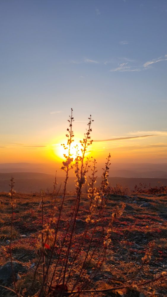 Sunset again. What can I say, I love sunsets. The sunset is entirely in the background, in the foreground is are some plants, they are in front of the sun. I am not good at plant identification, so "those sure are plants" is sadly the best description I can really give them.