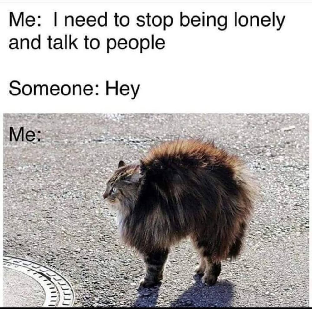 Image with text 
Me: I need to stop being lonely and talk to people
Someone: Hey
Me: picture of a cat with it’s back arched