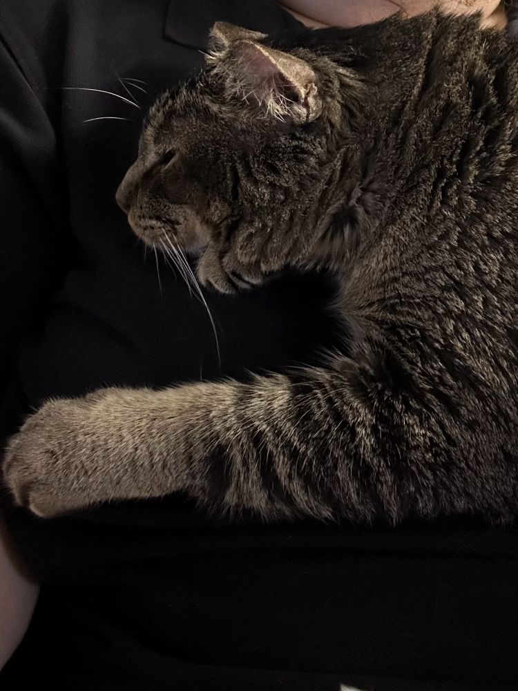 Grey and brown tabby cat laying on a human’s chest with his front leg outstretched