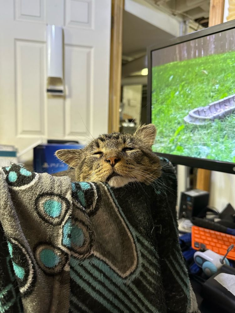 Gray and brown tabby with his head propped up on the side of a cat perch making a very goofy face in his sleep