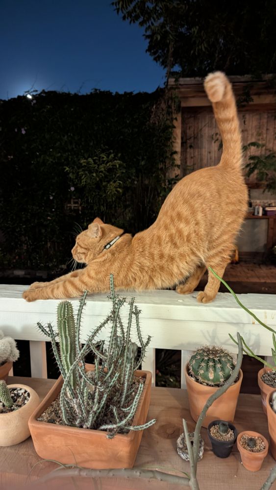 A small orange cat stretches on a white rail of a porch next to a bench of assorted cacti and succulents. It's night time and the bright moon is rising in the background. 
