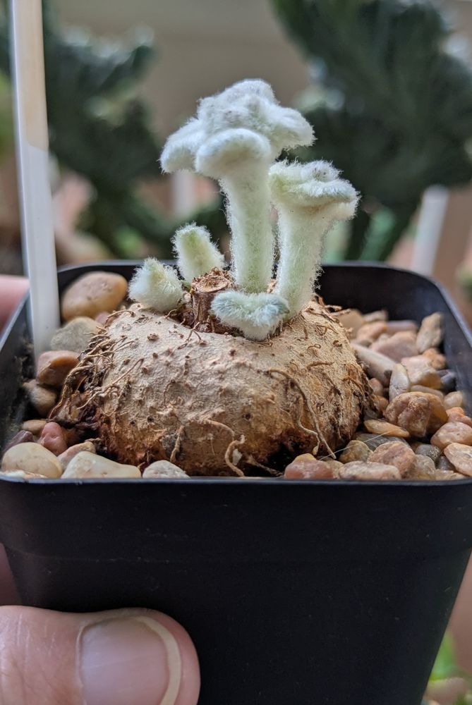 A caudex the size of a small lime, it's brown and crackly with what looks like thin, brown aerial roots emerging from the sides. The leaves are emerging from the top are white, very fuzzy tri-lobed. They range from 1/4" - 1" tall