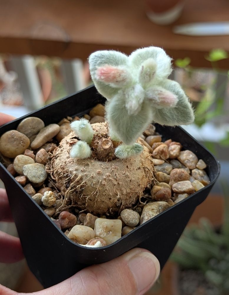 A caudex the size of a small lime, it's brown and crackly with what looks like thin, brown aerial roots emerging from the sides. The leaves are emerging from the top are white, very fuzzy tri-lobed. They have grown and now range from 1/4" - 2" tall. The tallest stem is exhibiting signs of flowers forming - light pink behind fuzzy white hair. 