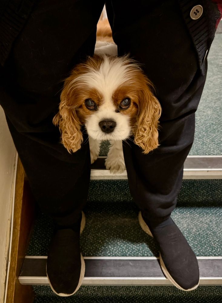 My legs in joggers, standing on the second step of the stairs outside my flat. My dog Ludo, a brown and white cavalier King Charles spaniel, has poked his head between them and is looking right at the camera, totally unaware of how cute he is. 