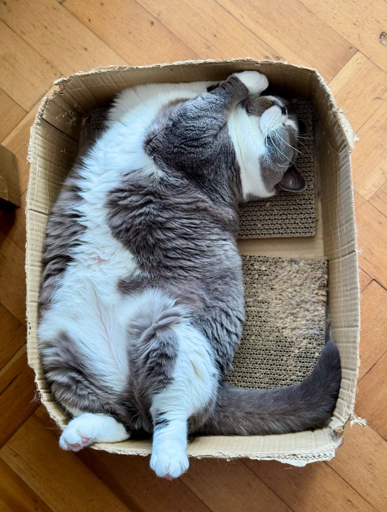 Enormous blue and white cat lying in a box