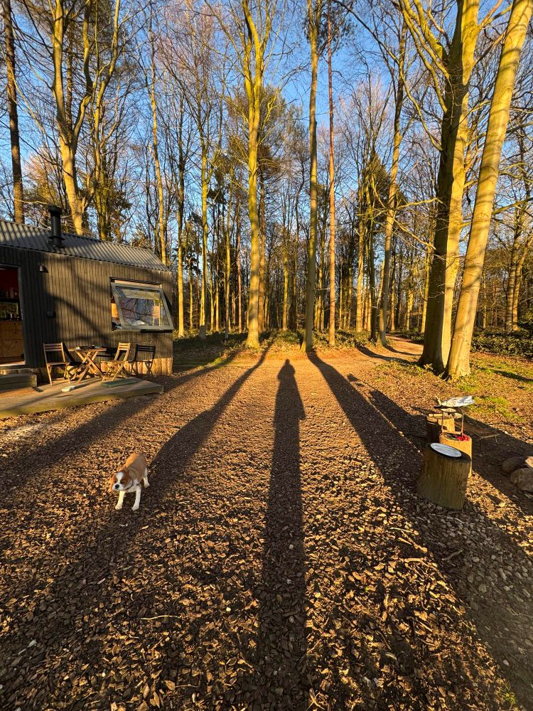 Unyoked cabin in north Norfolk, forest, my shadow cast long and my cavalier King Charles spaniel shaking himself in the foreground 