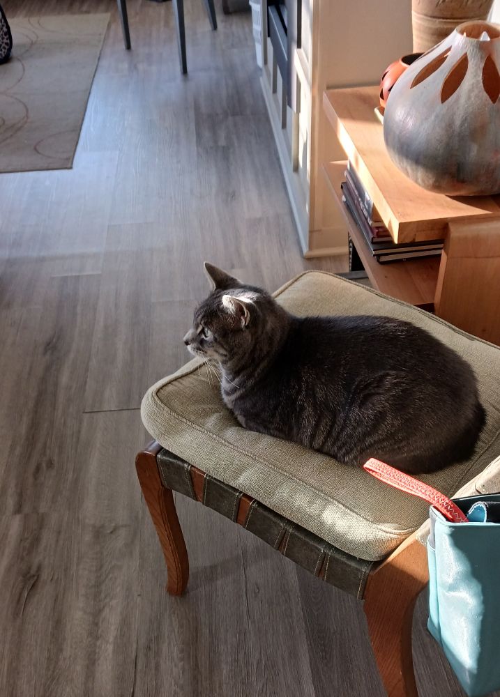 Stewie, a gray tabby sits for the first time on a new chair