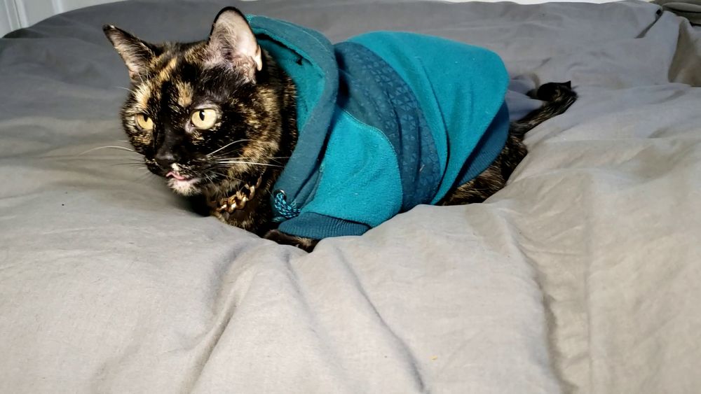My cat, Princess Buttercup, loafing on my bead in her green sweatshirt and gold chain with her tongue sticking out a tiny bit