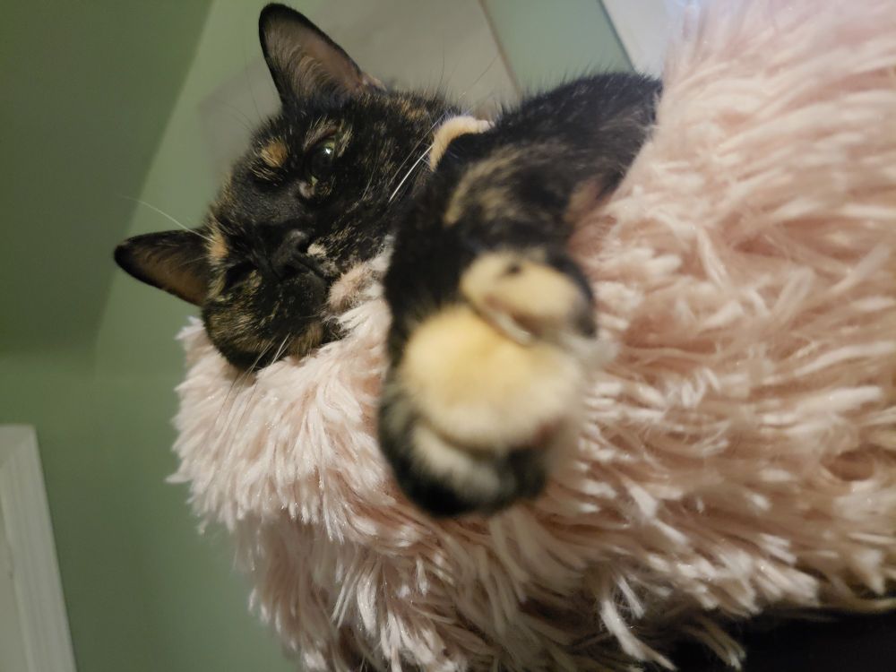 Princess Buttercup, my tortie cat, in her pink bed with her paw extended and relaxed eyes looking into the distance (lens focused on her face)