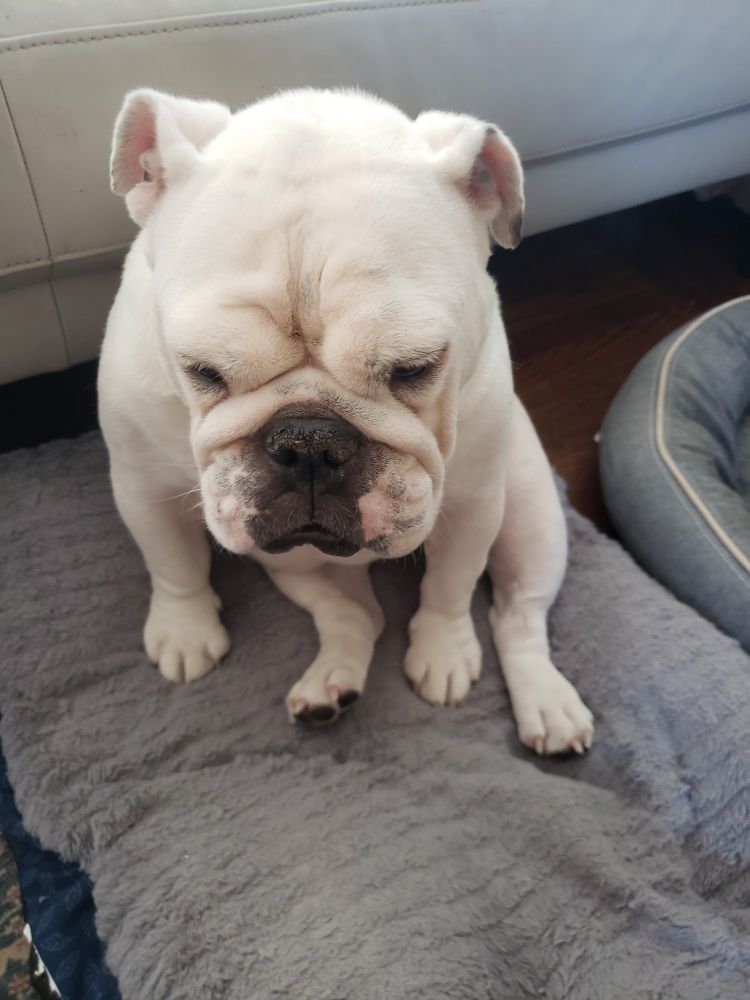 small bulldog, lilly, sitting on her bed looking down
