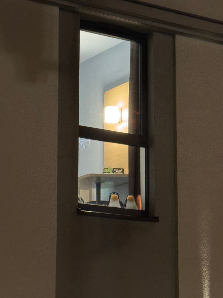 Hotel window, zoomed in. Two penguins looking. 