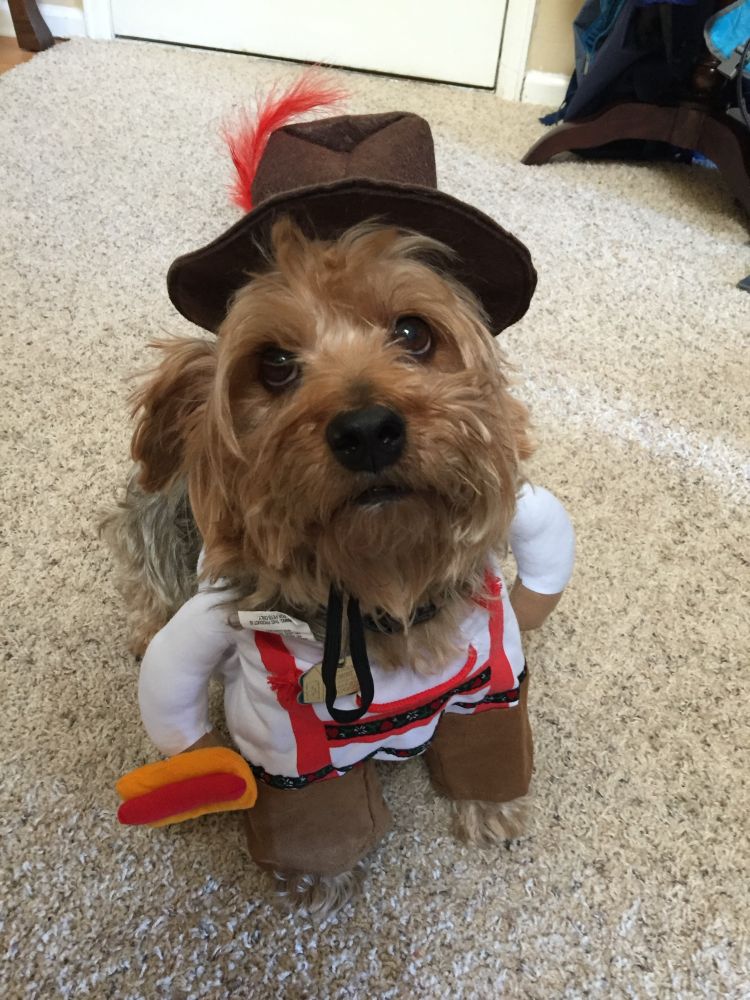 Perfect yorkie in a German themed Halloween costume holding a toy hog.