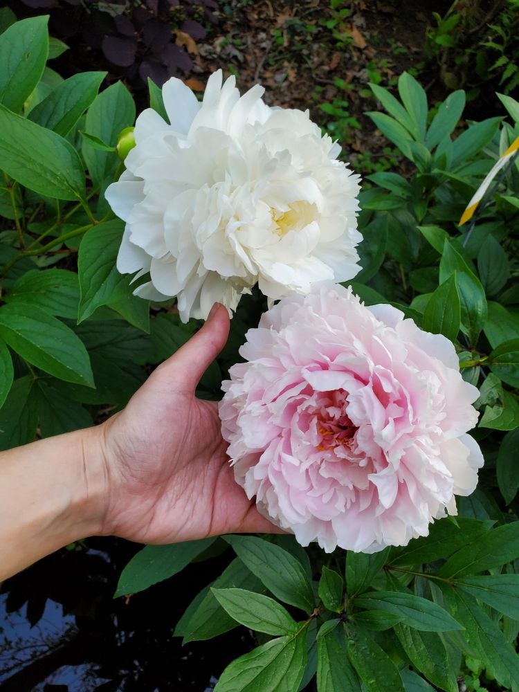 A white peony blossom beside a light pink one  cupped in hand.