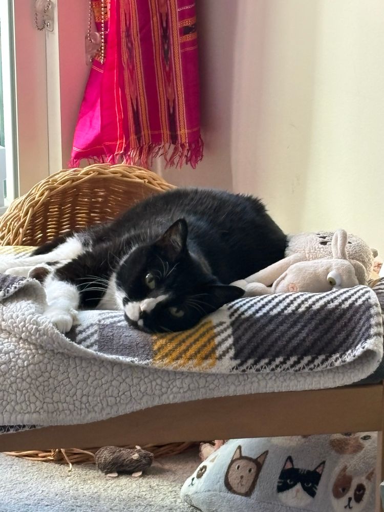 Tuxedo cat lying on blanket next to his stuffed toy sheep. Both look exhausted and in need of a break.