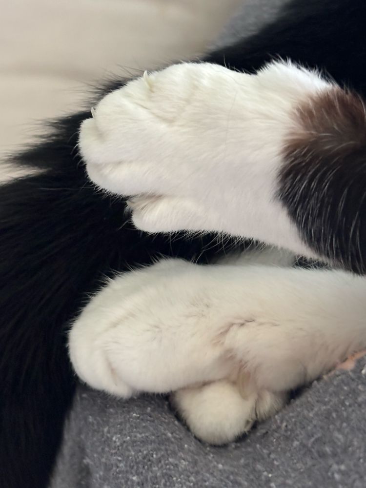 Crossed cat paws in support of Skippy