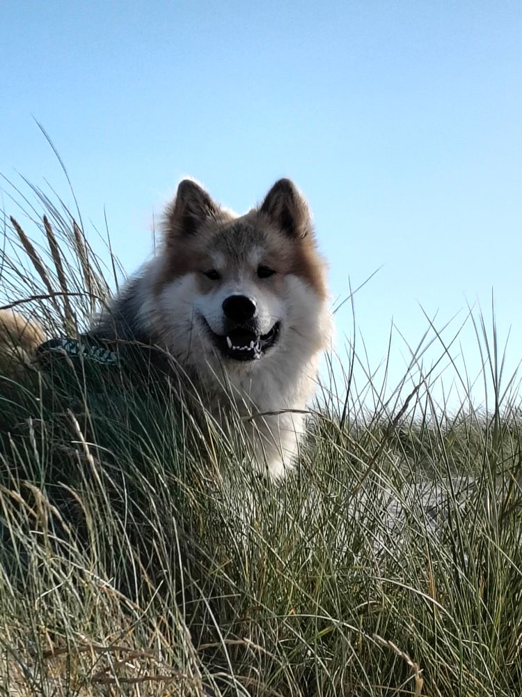 Wusel, der im Strandhafer steht und über die Kamera hinweg in die Ferne schaut