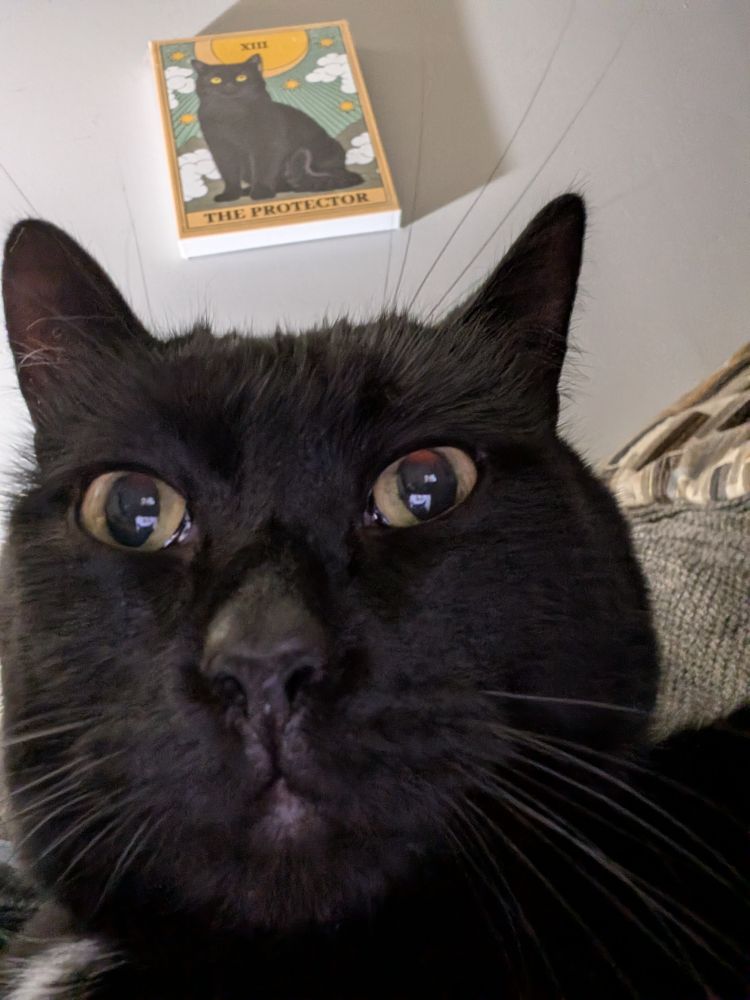 a black cat taking a selfie in a very classic "67 year old man's Facebook profile picture" pose 