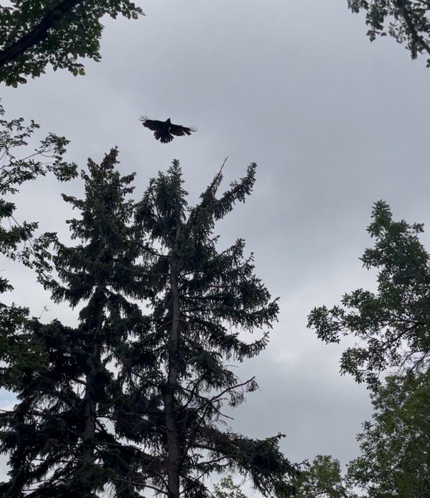 the crow taking off from a tree flying above me in pursuit of me. it is very angry and it will not stop letting me know that