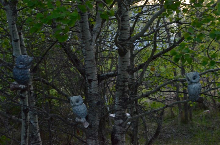 The owls watch upon you. Act in accordance.