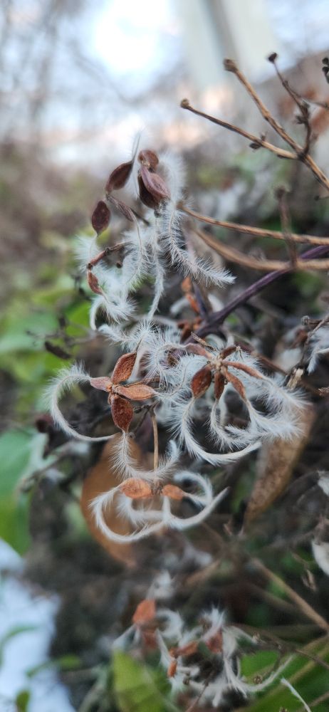 Invasive clematis seeds but so pretty with their fuzzy tendrils 