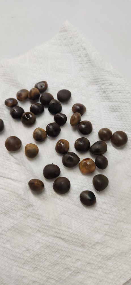 A group of 20 or so Kentucky coffeetree seeds lying on a white paper towel. The seeds are round and are various shades of brown.