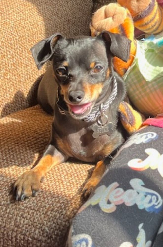 A small dog looking very happy.