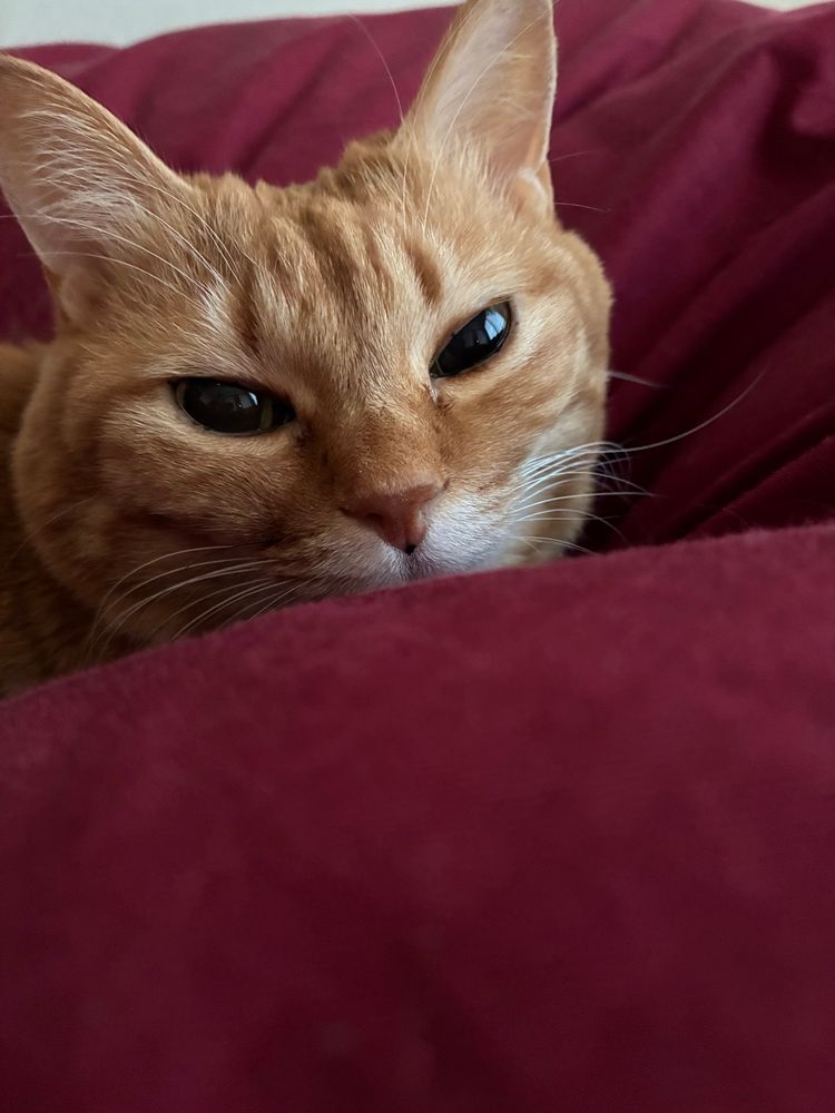 布団に埋もれてまだ眠そうな目の茶トラ