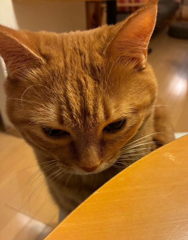 食卓でひとりうつむく茶トラ