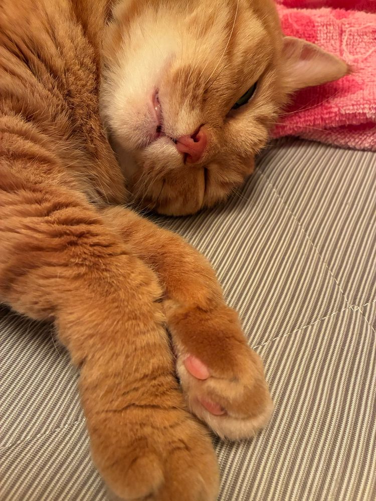 歯を食いしばって寝ている茶トラ