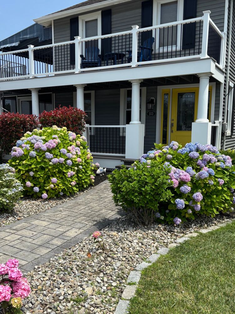 pastel pink, purple, and blue hydrangea bushes giving cotton candy