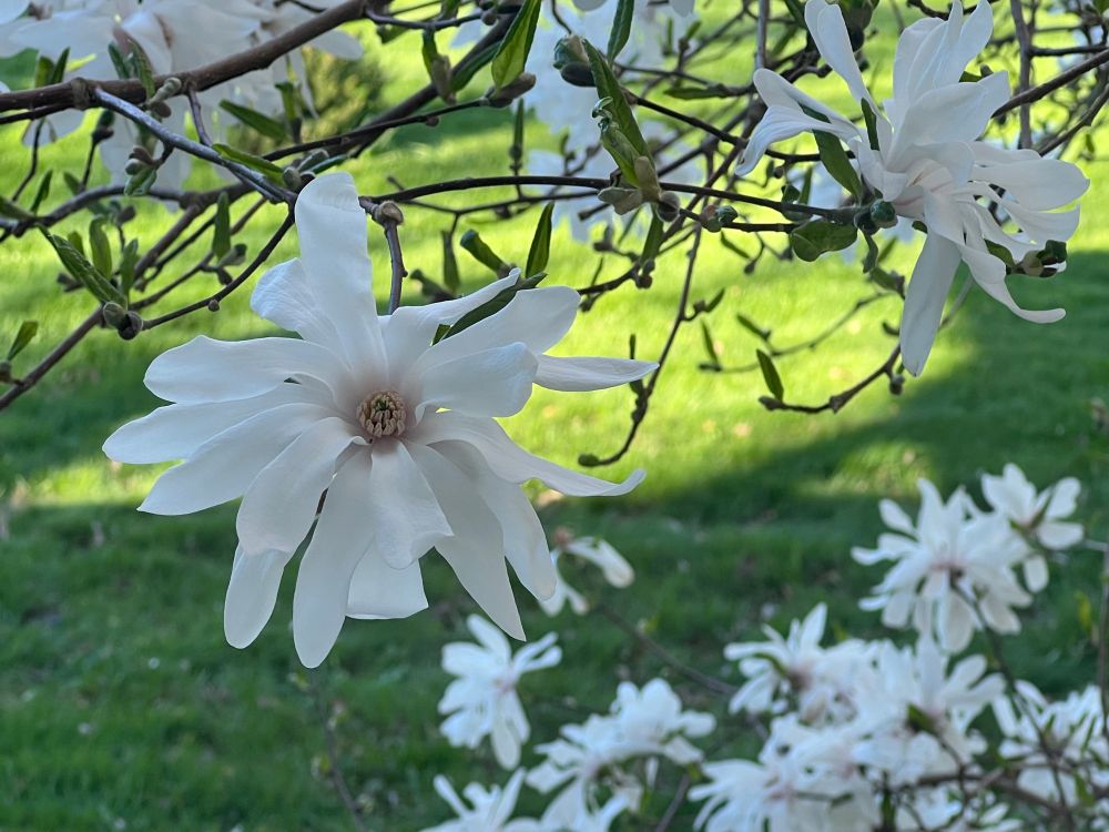 White magnolia flower in foreground with many more flowers in the background in front of a green lawn.