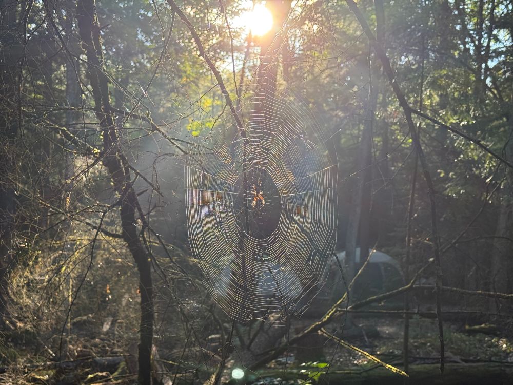 Giant oval shaped spiderweb with pretty impressive symmetry. Measuring about 1.5 foot x 1 foot. A female orbweaver spider sits in the dead centre, probably about an inch in diameter. The morning sun rising in the background refracts off of the spiderweb making it entirely visible.