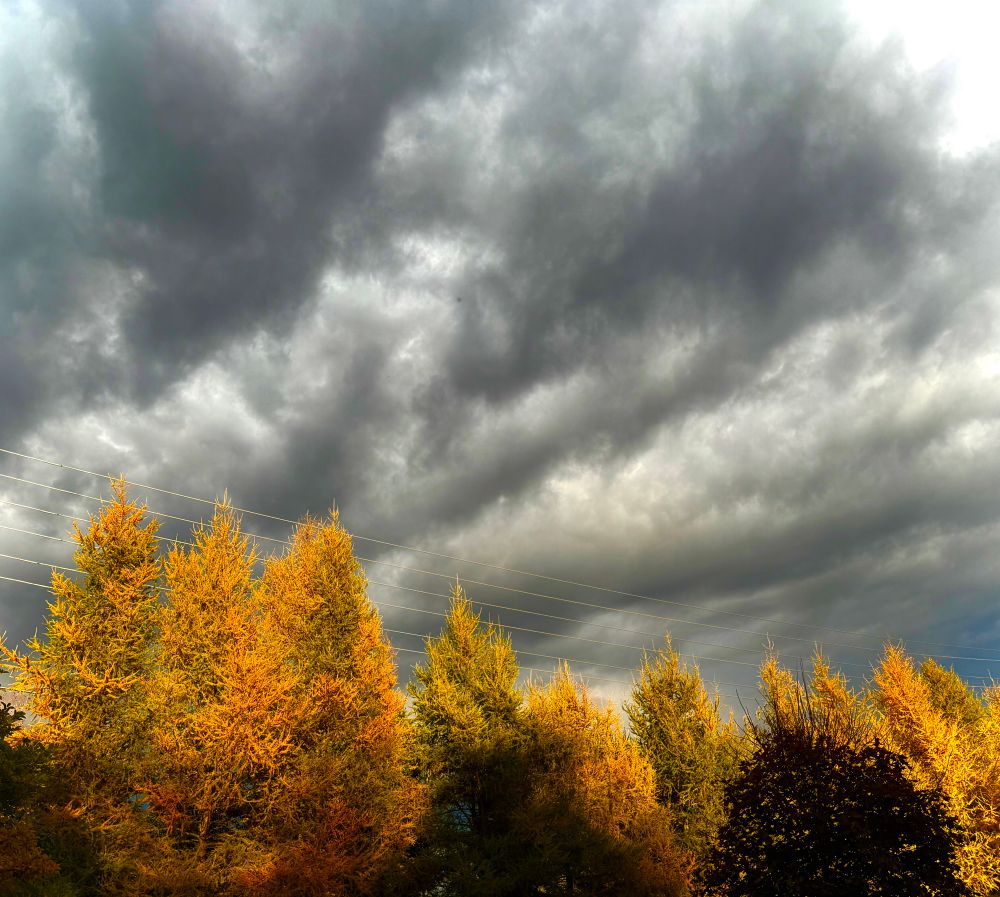 Dramatic clouds with the sun low enough to shine below and light up the trees.  Tamaracks changing colour with the season added to the colour.