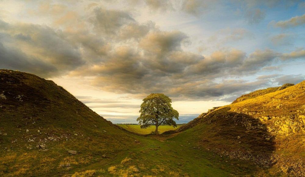 One Year After England's Famous Sycamore Gap Tree Was Illegally Felled, a New Exhibition Honors Its Legacy