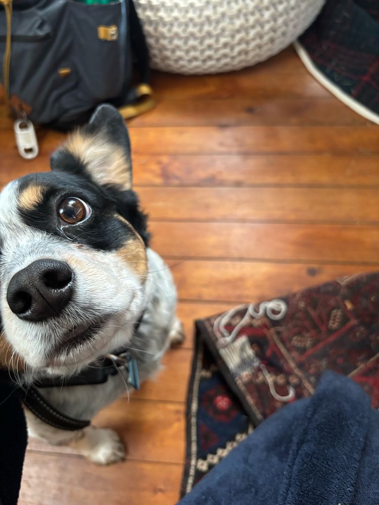 A wool oriental rug with small holes from wear is being repaired from the back with a classic darning technique. The process has been interrupted by a small dog who appears eager to snuggle. 
