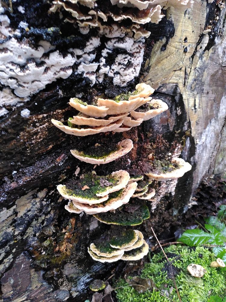 mehrere tellerförmige helle Pilze mit einem Besatz von Moos an einem Baumstamm