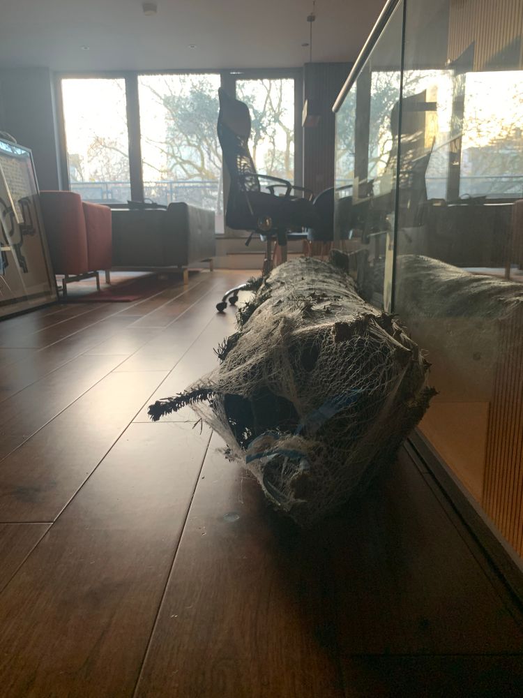 A bundled Christmas tree lies on a wooden floor in a modern living room. The tree is wrapped in loose netting and positioned near a glass balustrade. Sunlight comes through large windows at the far end of the room, silhouetting furniture including a tall mesh swivel chair and two armchairs. The scene feels quiet and slightly backlit.